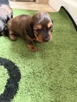 Cedar, a male Miniature Dachshund for sale in San Tan Valley, AZ – 4 of 5
