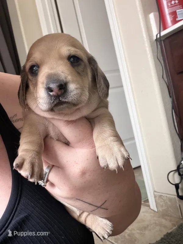 Sage  – Miniature Dachshund puppy for sale in San Tan Valley, AZ