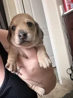 Sage , a female Miniature Dachshund for sale in San Tan Valley, AZ – 1 of 4