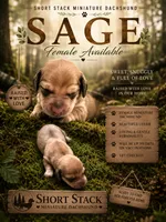 Sage , a female Miniature Dachshund for sale in San Tan Valley, AZ – 2 of 4