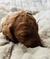 Purple Collar, a female Goldendoodle for sale in Orient, IA – Photo 3 of 6