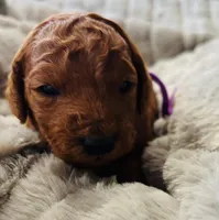 Purple Collar, a female Goldendoodle for sale in Orient, IA – Photo 1 of 6