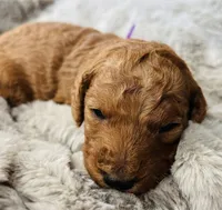 Purple Collar, a female Goldendoodle for sale in Orient, IA – Photo 6 of 6