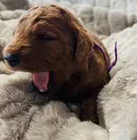 Purple Collar, a female Goldendoodle for sale in Orient, IA – Photo 2 of 6