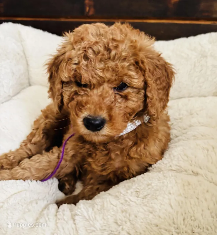 Purple Collar – Goldendoodle puppy for sale in Orient, IA