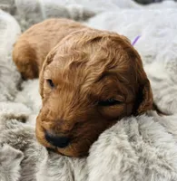 Purple Collar, a female Goldendoodle for sale in Orient, IA – Photo 5 of 6