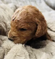 Blue Collar, a male Goldendoodle for sale in Orient, IA – Photo 5 of 6