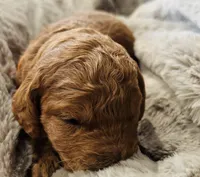 Blue Collar, a male Goldendoodle for sale in Orient, IA – Photo 6 of 6