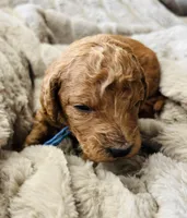 Blue Collar, a male Goldendoodle for sale in Orient, IA – Photo 3 of 6
