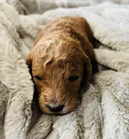 Blue Collar, a male Goldendoodle for sale in Orient, IA – Photo 4 of 6