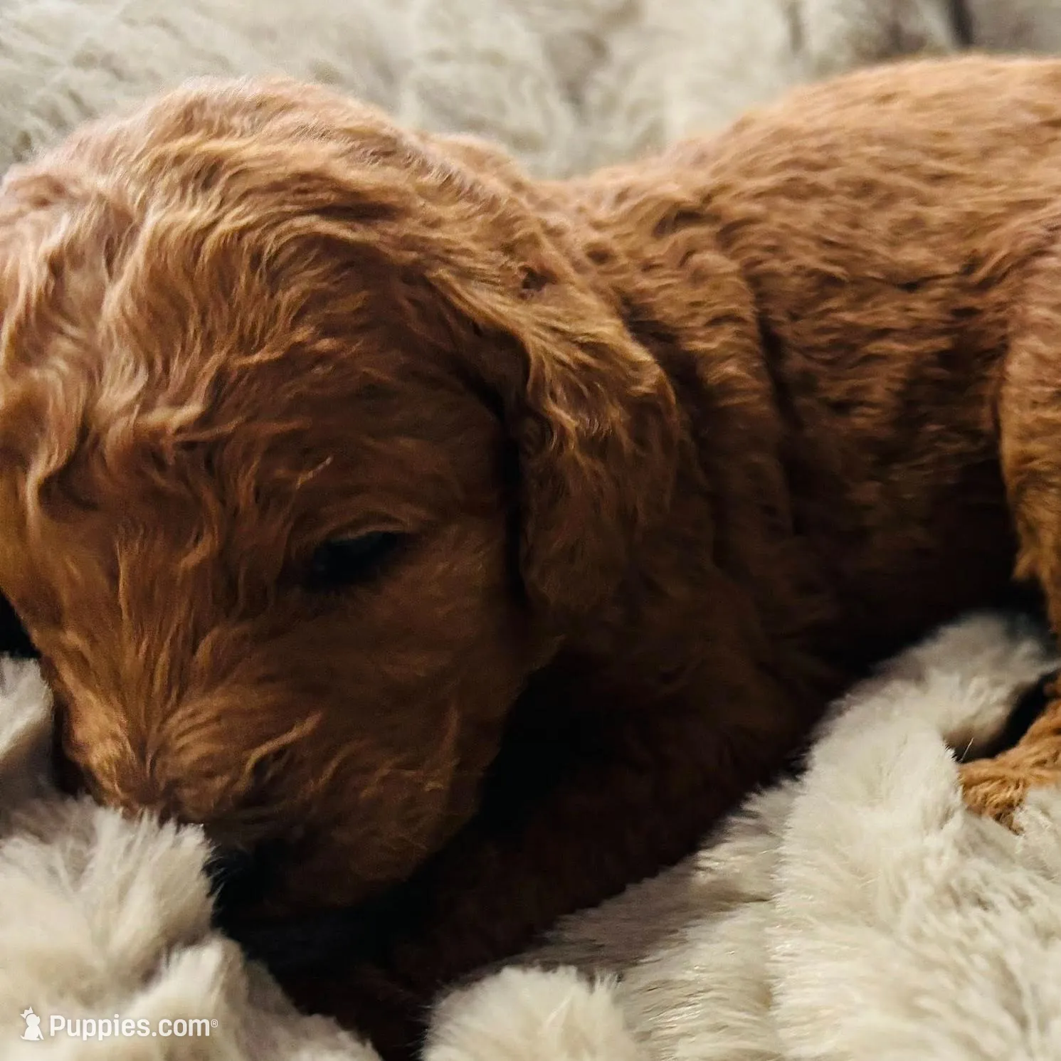 Blue Collar, a male Goldendoodle for sale in Orient, IA – Photo 2 of 6