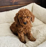 Yellow Collar, a female Goldendoodle for sale in Orient, IA – Photo 3 of 10