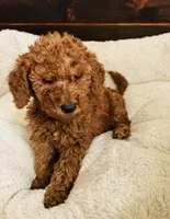 Yellow Collar, a female Goldendoodle for sale in Orient, IA – Photo 2 of 10