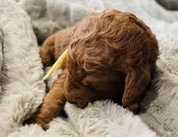 Yellow Collar, a female Goldendoodle for sale in Orient, IA – Photo 2 of 5