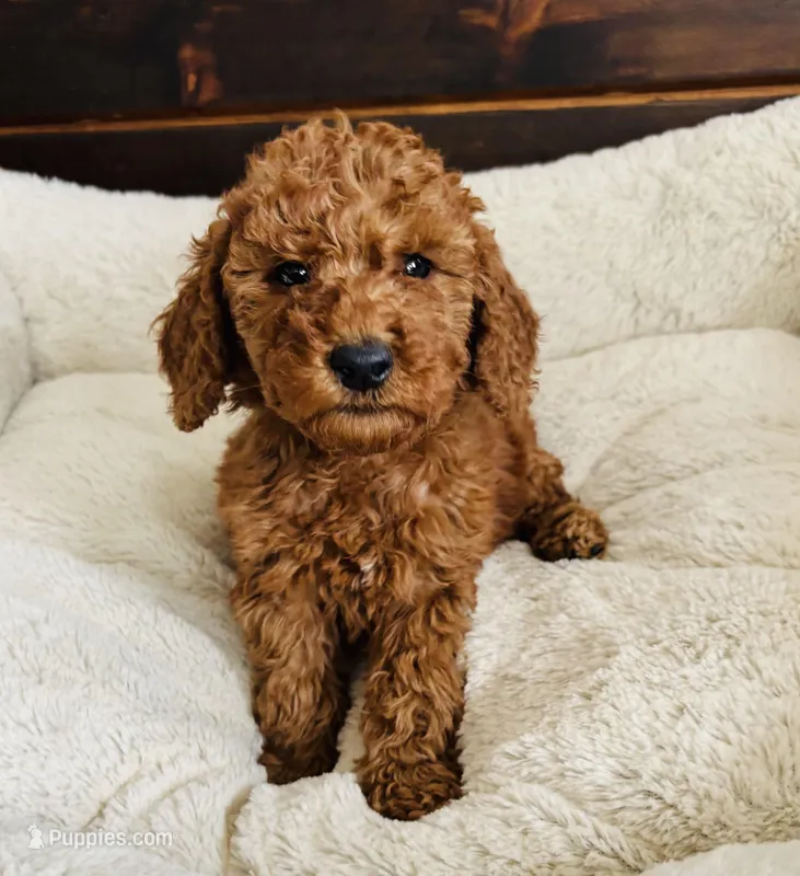 Yellow Collar – Goldendoodle puppy for sale in Orient, IA