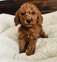 Yellow Collar, a female Goldendoodle for sale in Orient, IA – Photo 6 of 10