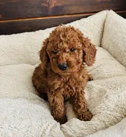 Yellow Collar, a female Goldendoodle for sale in Orient, IA – Photo 5 of 10