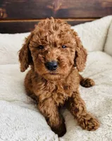Yellow Collar, a female Goldendoodle for sale in Orient, IA – Photo 9 of 10