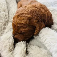 Yellow Collar, a female Goldendoodle for sale in Orient, IA – Photo 5 of 5
