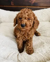 Yellow Collar, a female Goldendoodle for sale in Orient, IA – Photo 8 of 10