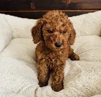 Yellow Collar, a female Goldendoodle for sale in Orient, IA – Photo 7 of 10
