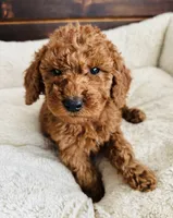 Yellow Collar, a female Goldendoodle for sale in Orient, IA – Photo 10 of 10