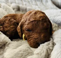 Yellow Collar, a female Goldendoodle for sale in Orient, IA – Photo 3 of 5