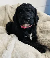 Pink Collar, a female Goldendoodle for sale in Orient, IA – Photo 8 of 10