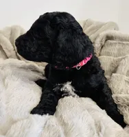Pink Collar, a female Goldendoodle for sale in Orient, IA – Photo 10 of 10