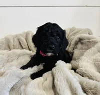 Pink Collar, a female Goldendoodle for sale in Orient, IA – Photo 9 of 10