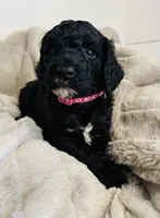 Pink Collar, a female Goldendoodle for sale in Orient, IA – Photo 4 of 10