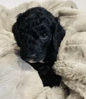 Pink Collar, a female Goldendoodle for sale in Orient, IA – Photo 5 of 10