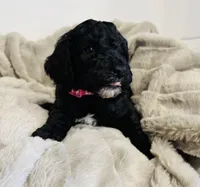 Pink Collar, a female Goldendoodle for sale in Orient, IA – Photo 7 of 10