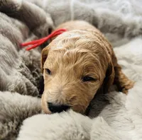 Red, a female Goldendoodle for sale in Orient, IA – Photo 1 of 4