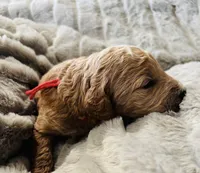 Red, a female Goldendoodle for sale in Orient, IA – Photo 4 of 4