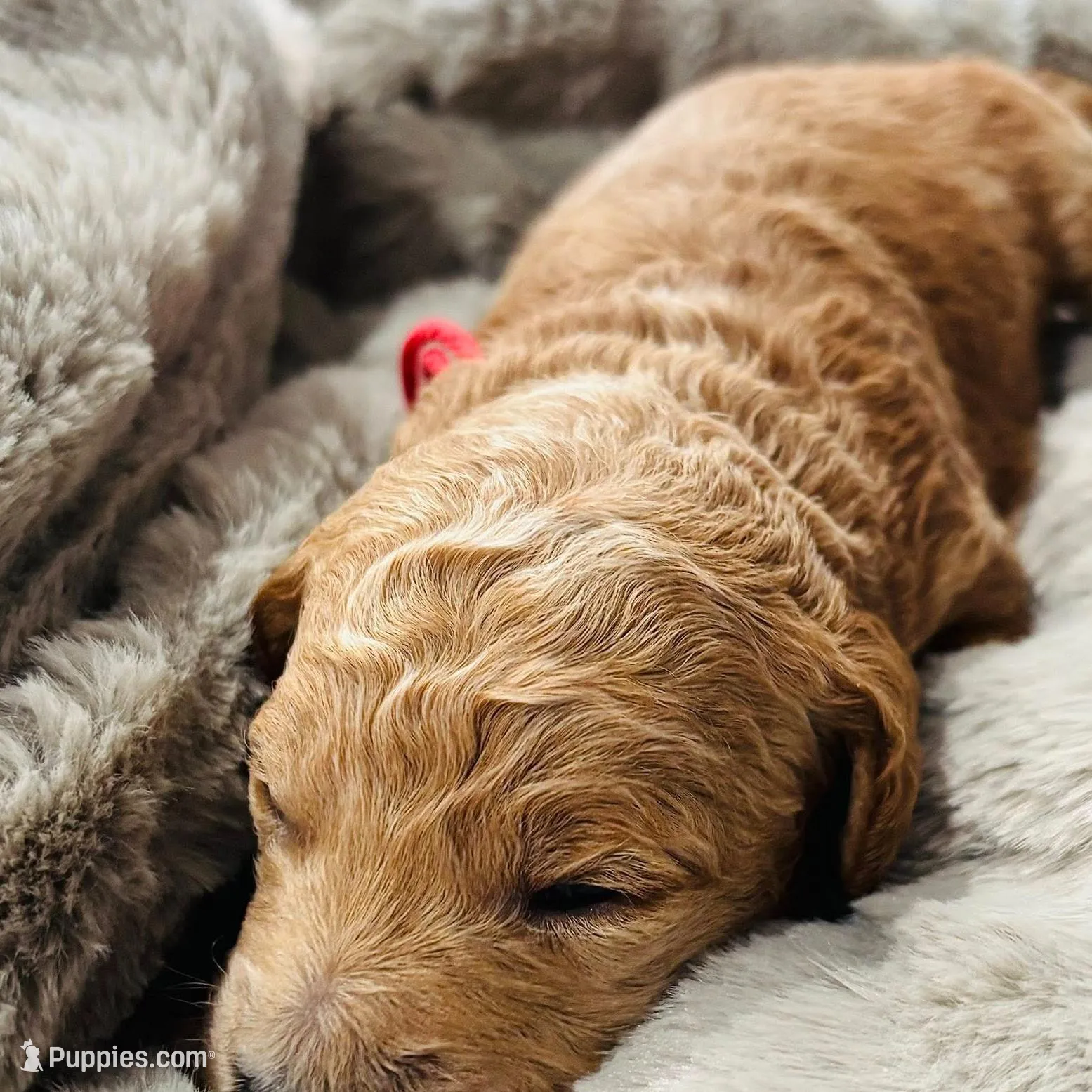 Red, a female Goldendoodle for sale in Orient, IA – Photo 3 of 4