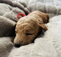 Red, a female Goldendoodle for sale in Orient, IA – Photo 2 of 4