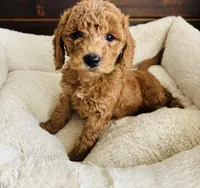 Green Colllar, a female Goldendoodle for sale in Orient, IA – Photo 10 of 10
