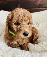 Green Colllar, a female Goldendoodle for sale in Orient, IA – Photo 3 of 10