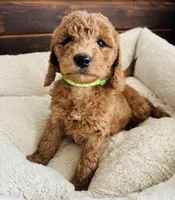 Green Colllar, a female Goldendoodle for sale in Orient, IA – Photo 7 of 10