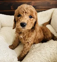 Green Colllar, a female Goldendoodle for sale in Orient, IA – Photo 9 of 10