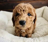 Green Colllar, a female Goldendoodle for sale in Orient, IA – Photo 2 of 10