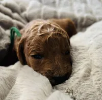 Green Colllar, a female Goldendoodle for sale in Orient, IA – Photo 1 of 4