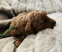 Green Colllar, a female Goldendoodle for sale in Orient, IA – Photo 4 of 4