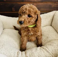 Green Colllar, a female Goldendoodle for sale in Orient, IA – Photo 4 of 10