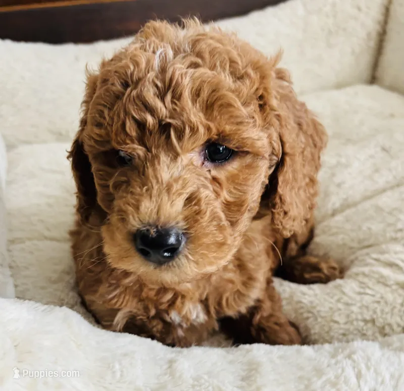 Green Colllar – Goldendoodle puppy for sale in Orient, IA