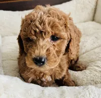 Green Colllar, a female Goldendoodle for sale in Orient, IA – Photo 1 of 10