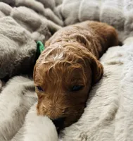 Green Colllar, a female Goldendoodle for sale in Orient, IA – Photo 2 of 4