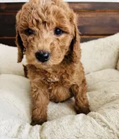 Green Colllar, a female Goldendoodle for sale in Orient, IA – Photo 6 of 10