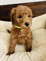 Green Colllar, a female Goldendoodle for sale in Orient, IA – Photo 5 of 10